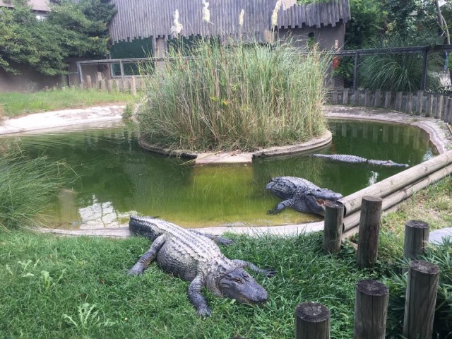 Darıca Faruk Yalçın Hayvanat Bahçesinde neler oluyor?