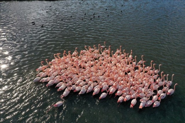 Haftanın Fotoğrafları