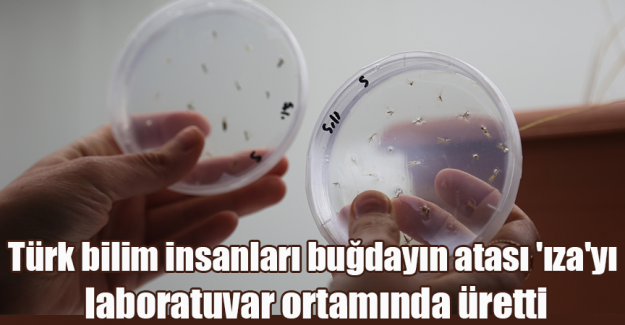 T&uuml;rk bilim insanları buğdayın atası 'ıza'yı laboratuvar ortamında &uuml;retti