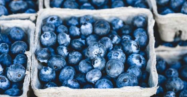 Study: Half cup of blueberries daily could help stave off dementia later