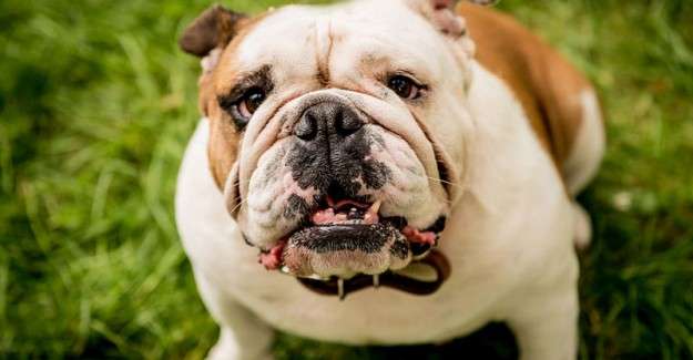İngiliz bulldoglar diğer k&ouml;pek t&uuml;rlerine g&ouml;re daha sağlıksız