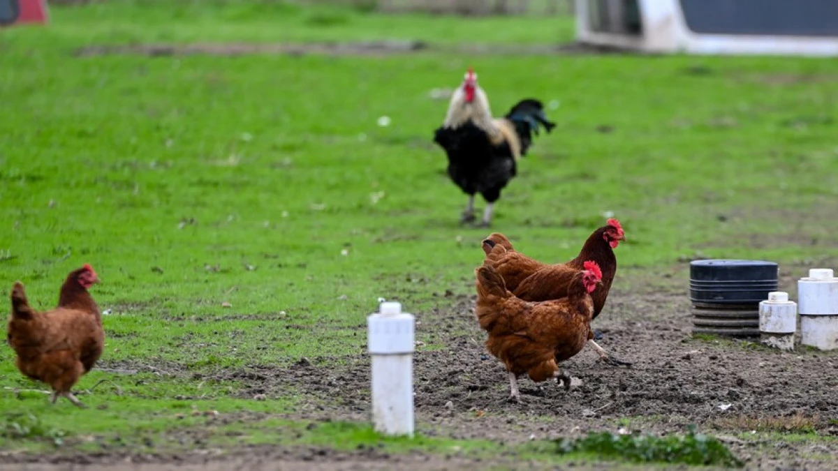 Australia&rsquo;s largest poultry farm closed after 2nd deadly case of H5 bird flu detected