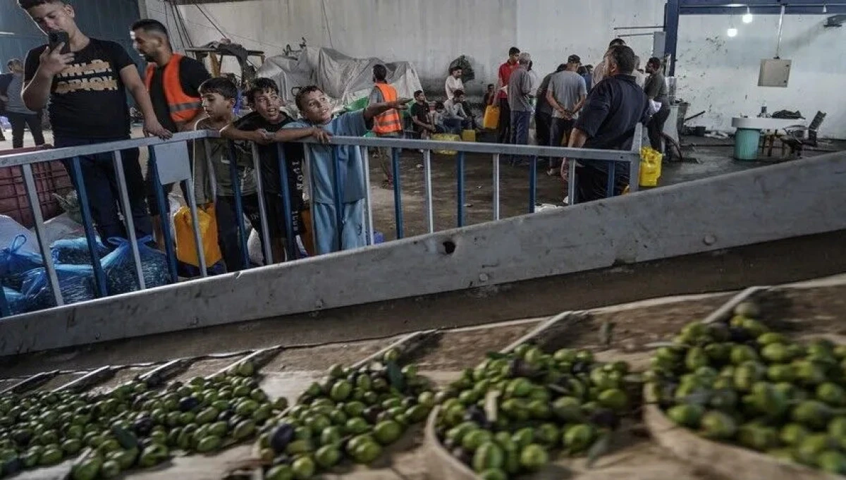 Gaza olive harvest battered by war as production plunges, farmland becomes inaccessible