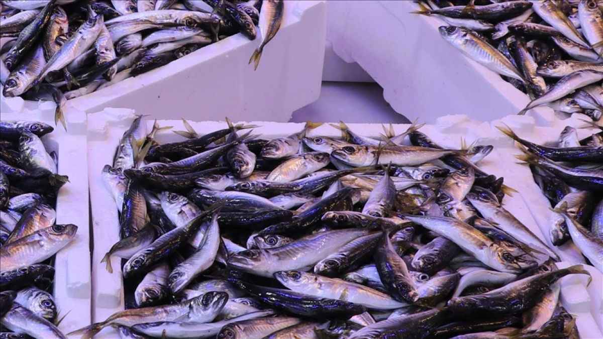 İstanbul'da ocak ayında istavrit hamsiden tahtını aldı