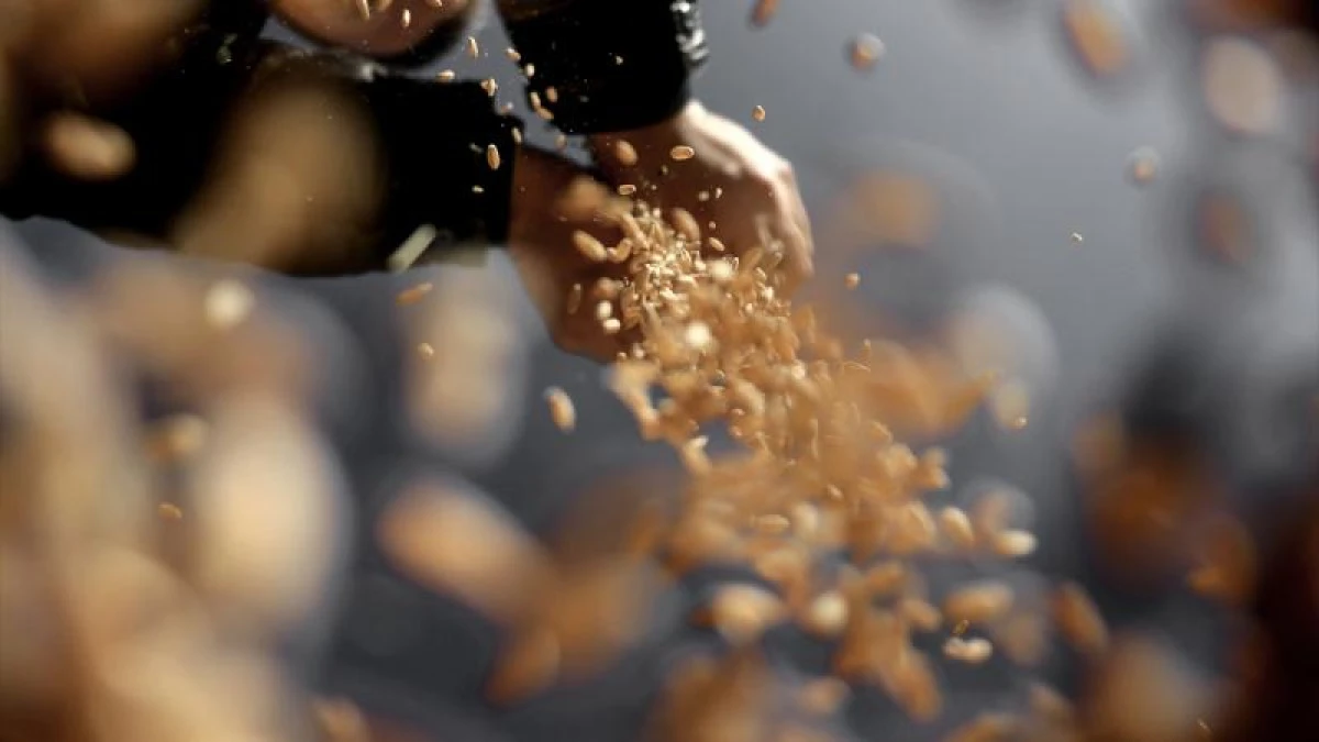 Tahıl tohumluklarının sertifikasyonu elektronik ortamda ger&ccedil;ekleştirilecek