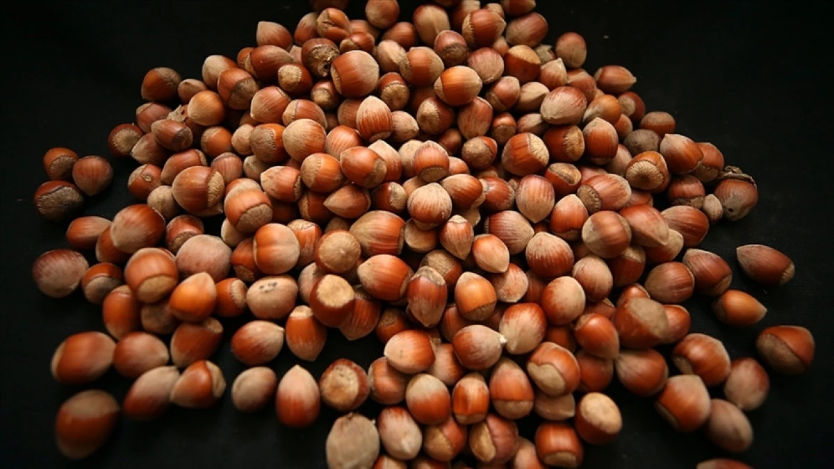 T&uuml;rk fındığı 2025'te 122 &uuml;lkede alıcı buldu