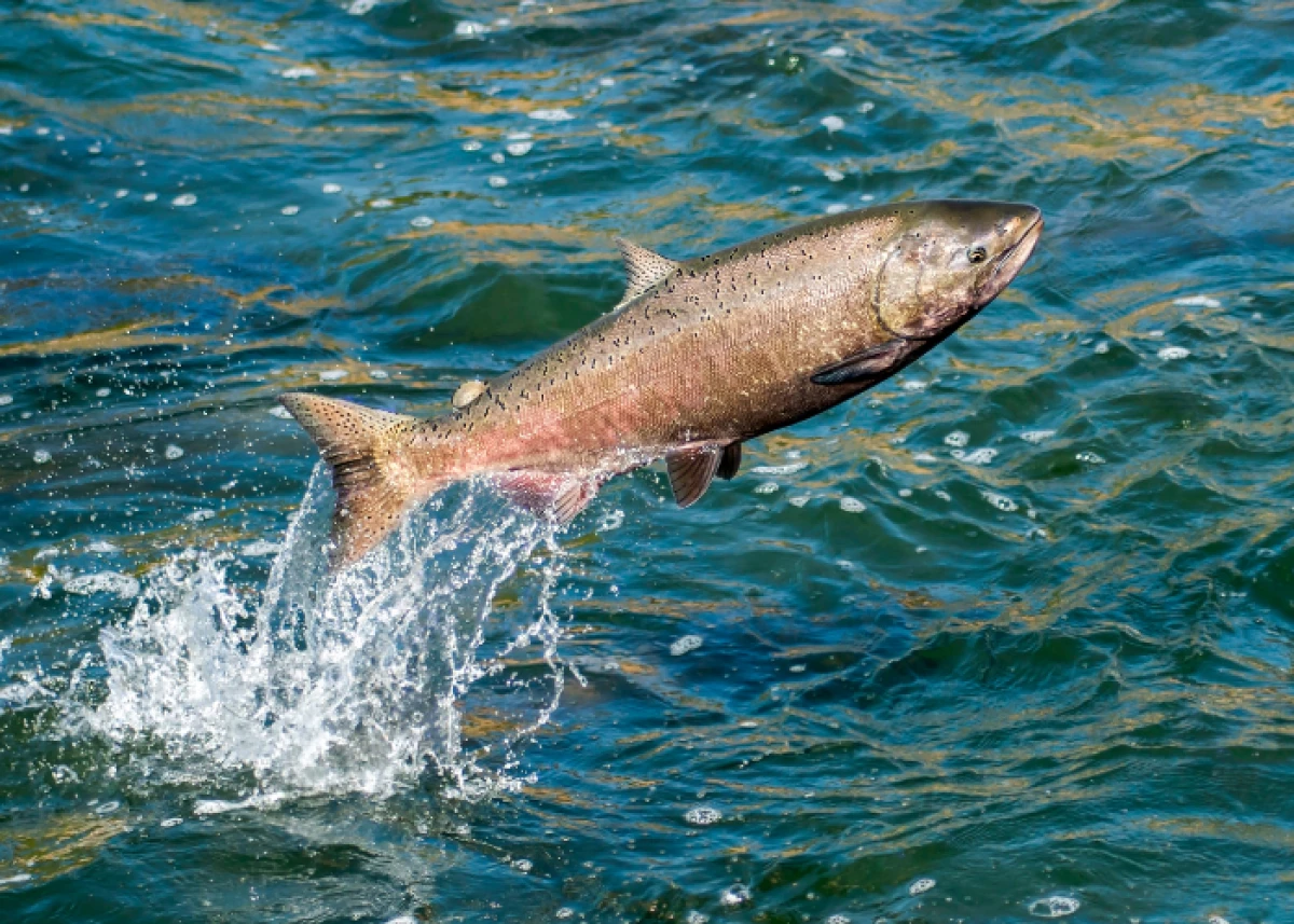 Türk somonu ihracatı 164 milyon doları aştı