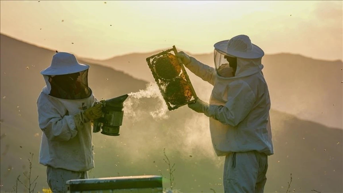 T&uuml;rkiye'de kışlama d&ouml;neminde arı &ouml;l&uuml;mleri artıyor